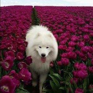 Meet your Posher, Armanoush